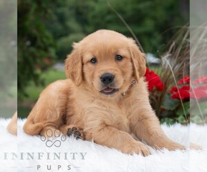 Golden Retriever Puppy for sale in NEWPORT, PA, USA