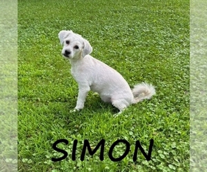 Shih-Poo Puppy for sale in HARTLAND, MN, USA