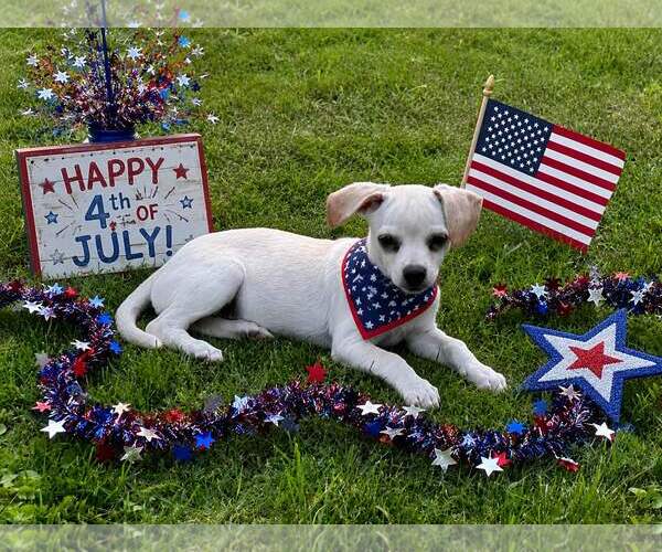 Medium Photo #3 Chihuahua Puppy For Sale in Yardley, PA, USA