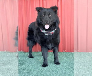 Jonah - ADOPTION IN PROCESS - Male Chow Chow-Unknown Mix Dog for Adoption - Photo #4