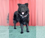 Small Photo #4 Chow Chow-Unknown Mix Puppy For Sale in Grafton, WI, USA