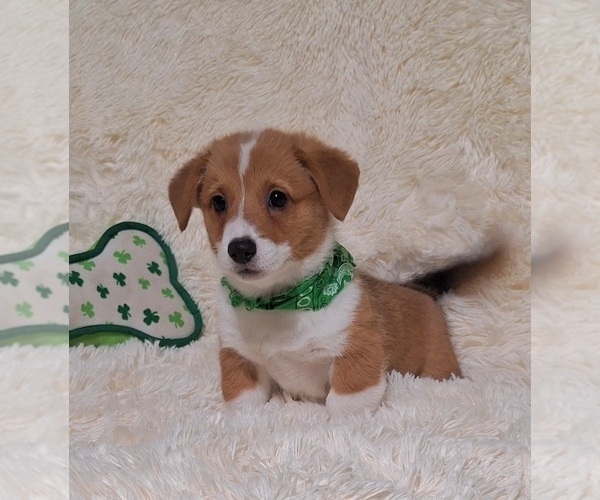 Medium Photo #9 Pembroke Welsh Corgi Puppy For Sale in ARROYO GRANDE, CA, USA