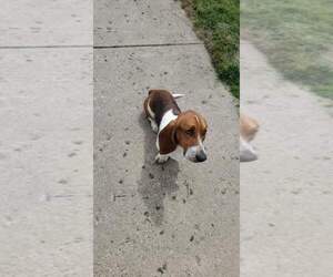 Basset Hound Puppy for sale in FARMERSVILLE, OH, USA