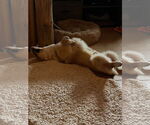 Small #2 Pembroke Welsh Corgi