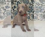 Small #1 Weimaraner