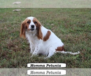 Mother of the Cavapoo (Miniature) puppies born on 07/08/2026