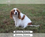 Small Photo #1 Cavapoo (Miniature) Puppy For Sale in CLARKRANGE, TN, USA