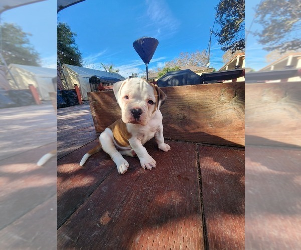 Medium Photo #6 American Bulldog Puppy For Sale in SANTA ANA, CA, USA