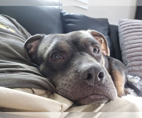 Medium Photo #10 Mutt Puppy For Sale in Rockville, MD, USA