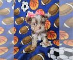 Small #31 Yorkshire Terrier
