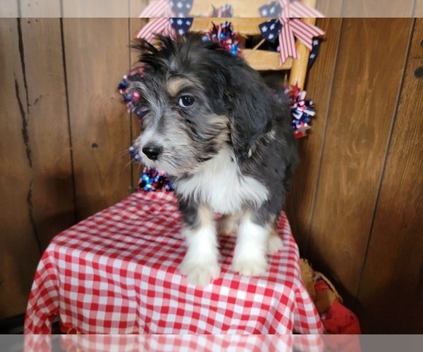 Medium Photo #8 Bernedoodle (Miniature) Puppy For Sale in BLACK FOREST, CO, USA