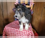 Small Photo #36 Bernedoodle (Miniature) Puppy For Sale in BLACK FOREST, CO, USA