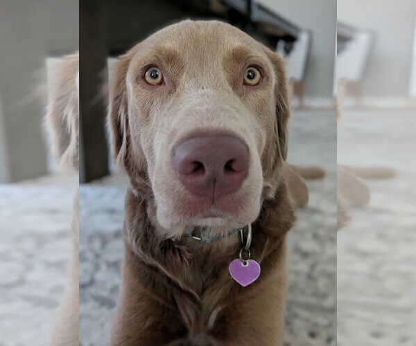Medium Photo #3 Goldmaraner Puppy For Sale in Fort Worth, TX, USA