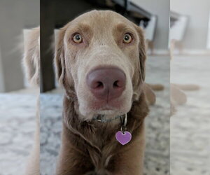 Charlie Chaplin - Male Goldmaraner Dog for Adoption - Photo #3