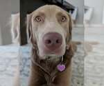 Small Photo #3 Goldmaraner Puppy For Sale in Fort Worth, TX, USA