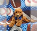 Small Photo #6 Goldendoodle Puppy For Sale in COCHRANVILLE, PA, USA