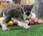 Small Schnauzer (Miniature)