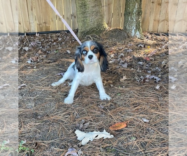 Medium Photo #1 Cavalier King Charles Spaniel Puppy For Sale in MIDDLEBURY, IN, USA