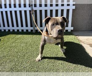 American Pit Bull Terrier Dogs for adoption in Modesto, CA, USA