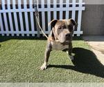 Small American Pit Bull Terrier