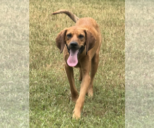 Clifford - Male Coonhound-Unknown Mix Dog for Adoption - Photo #2