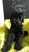 Small Schnoodle (Giant)