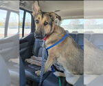Small German Shepherd Dog