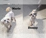 Small Photo #5 Lhasa Apso Puppy For Sale in Spring, TX, USA