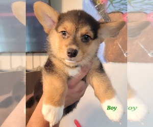 Pembroke Welsh Corgi Puppy for Sale in PALMYRA, Tennessee USA