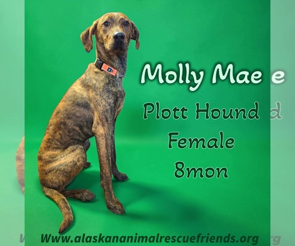 Medium Photo #1 Plott Hound Puppy For Sale in Anchorage, AK, USA