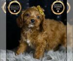 Small Photo #18 Cavapoo Puppy For Sale in WARSAW, IN, USA