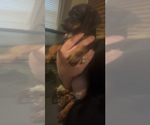 Puppy Puppy 2 Dachshund