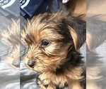 Small Photo #2 Yorkshire Terrier Puppy For Sale in OCEANSIDE, CA, USA