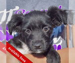 Small Maltese Mix