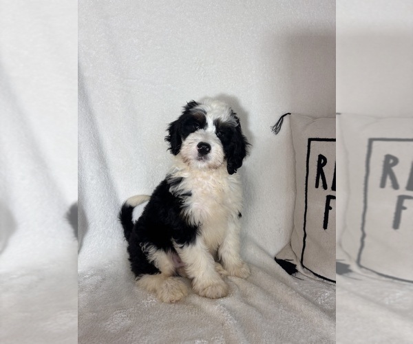 Medium Photo #5 Bernedoodle Puppy For Sale in GREENFIELD, IN, USA