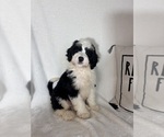 Mozart - Male Bernedoodle Puppy for Sale - Photo #5