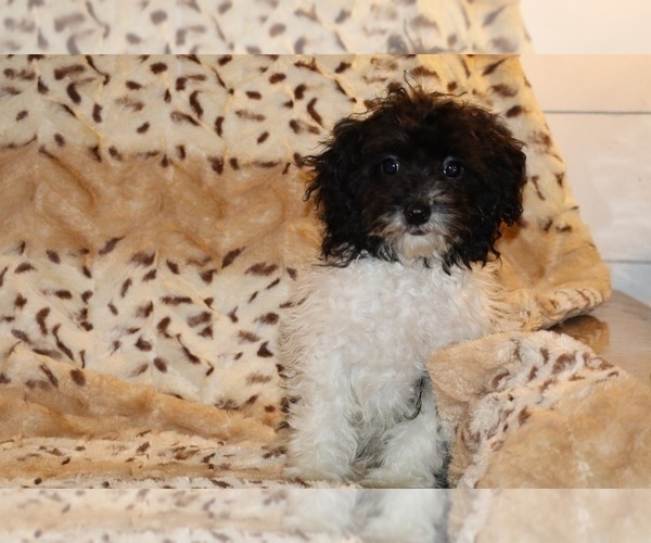 Medium Photo #3 Goldendoodle (Miniature) Puppy For Sale in DYERSBURG, TN, USA