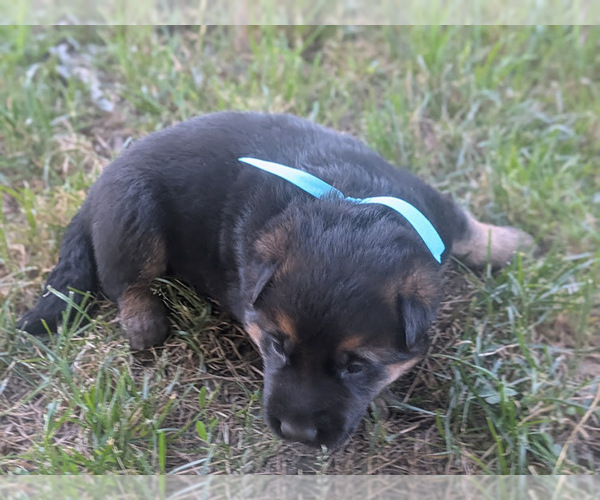Medium Photo #3 German Shepherd Dog Puppy For Sale in OAK GROVE, OR, USA