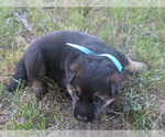Small #2 German Shepherd Dog