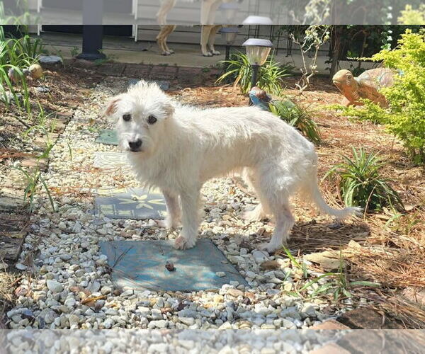 Medium Photo #3 Mutt Puppy For Sale in Gulfport, MI, USA