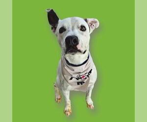 Mutt Dogs for adoption in Bakersfield, CA, USA