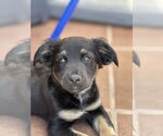 Small Mutt