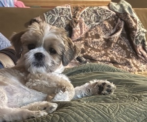 Father of the Shorkie Tzu puppies born on 06/21/2026