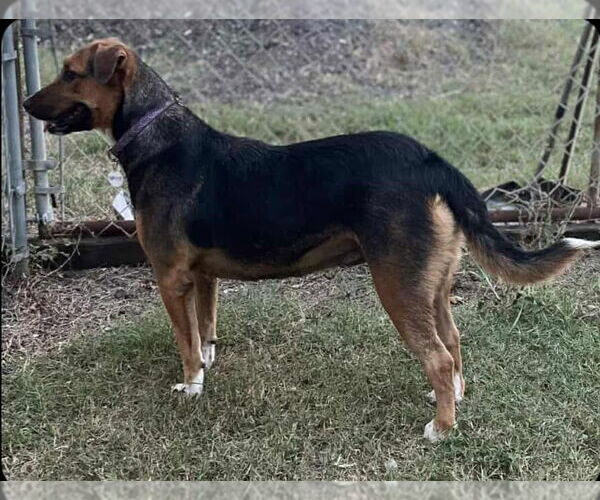 Medium Photo #2 Beagle-Collie Mix Puppy For Sale in Princeton, MN, USA