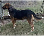 Small #1 Beagle-Collie Mix