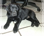 Small #1 Labrador Retriever