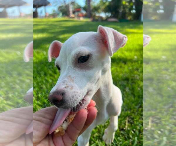 Medium Photo #2 Jack Chi Puppy For Sale in Pompano Beach , FL, USA