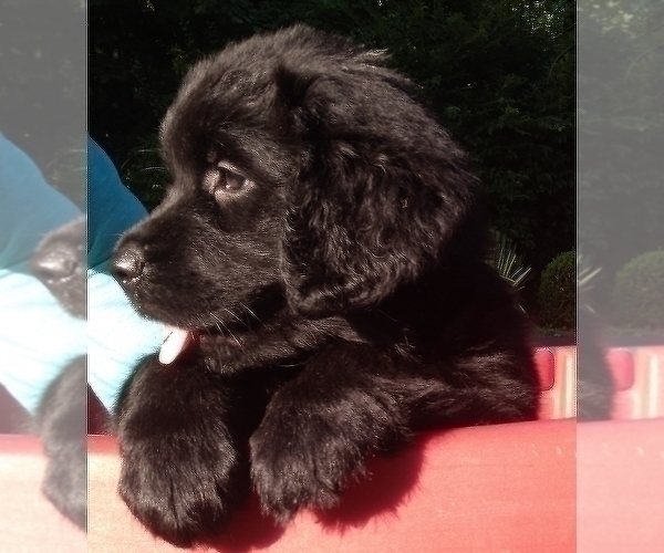 Medium Photo #3 Golden Newfie Puppy For Sale in PERU, IN, USA