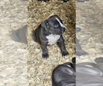 Small Photo #8 American Bully Puppy For Sale in WALLINGFORD, CT, USA