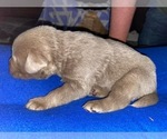 Puppy 7 Labrador Retriever